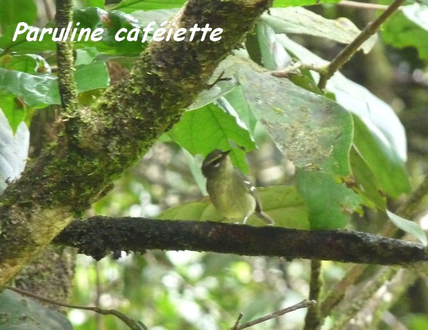 paruline, Trace des étangs