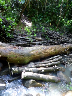 ravine duquerry canyon moustique guadeloupe