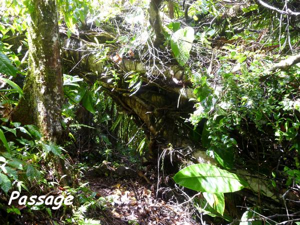 Passage sous tronc, Piton de Bouillante