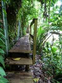 passerelle, rivière vx Habitants, guadeloupe