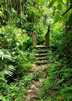 passerelle Grand etang Guadeloupe