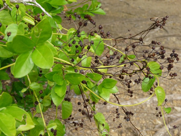 Patate rouge, Jacquemotia solaniflora, Babin