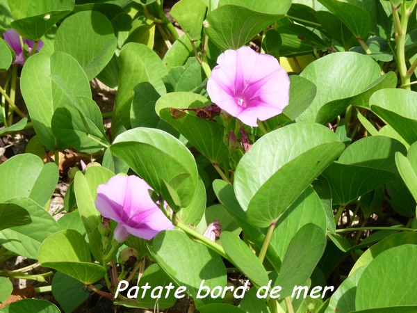 Patate bord de mer, Ipomoea pes caprae, Deshaies