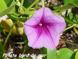 patate bord de mer, Ipomoea pes caprae, Petit Havre