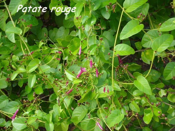 Patate rouge, Jacquemotia solaniflora, Babin