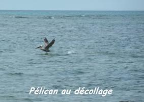 Pélican, Pelecanus occidentalis, Petit Havre