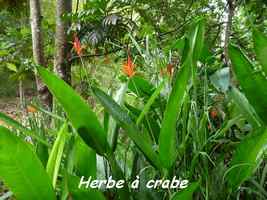 Herbe à crabe ou Petit balisier, Heliconia psittacorum, Pointe à Bacchus