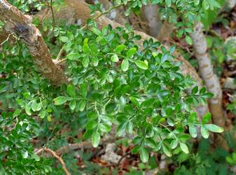 petit lepini bois jolan Ste anne Guadeloupe