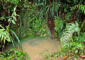 peite cascade Mamelle pigeon