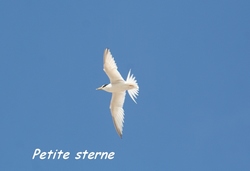 sterne, oiseau, pointe des chateaux