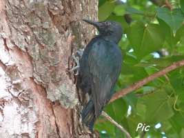 Pic, Melanerpes herminieri, Gros Morne