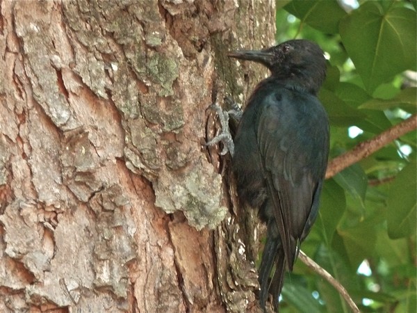 Pic, Melanerpes herminieri, Gros Morne, Deshaies