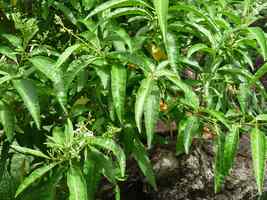 Picanier, Solanum racemosum, pied femelle, Terre de bas