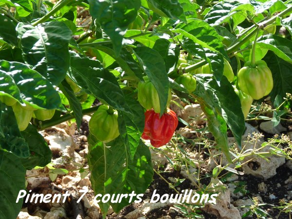 Piment, Capsicum sinense, anse laborde