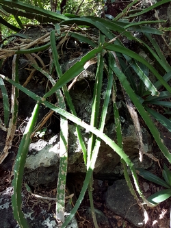 cactus lézard malendure bouillante guadeloupe