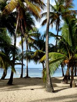 plage cocotiers Bois jolan ste anne Guadeloupe