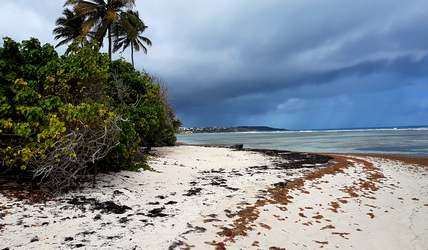 littoral bois jolan ste anne guadeloupe