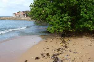 Plage mancenilier et verres M Galante