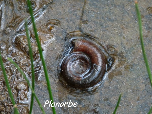 Planorbe, Planorbis corneus, Littoral Deshaies