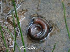 Planorbe, Planorbis corneus, Littoral Deshaies