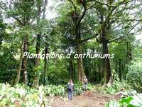 plantations anthuriums, madeleine, basse terre sud, guadeloupe