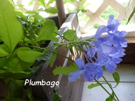 Plumbago, flore, Guadeloupe