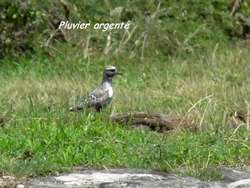 pluvier, oiseau, pointe des chateaux, guadeloupe