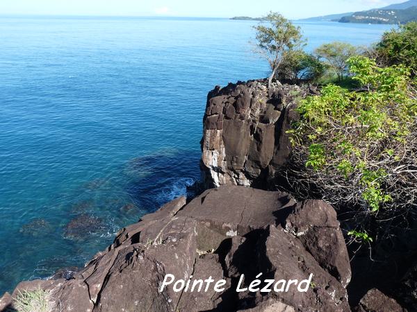 pointe lézard L