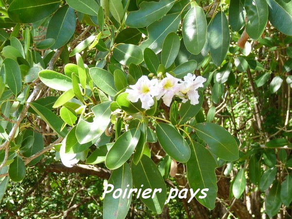 poirier, arbre, maisoncelle, grande terre, guadeloupe