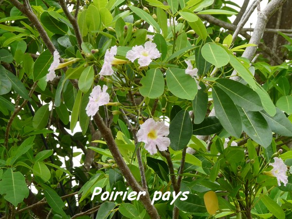 Tabebuia pallida, poirier pays, Poyen L