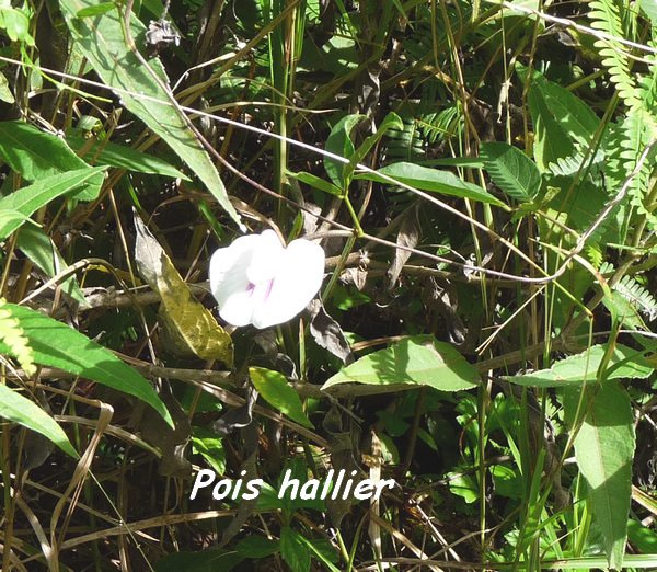 Pois hallier, Centrosema pubescens, Contrebandiers, guadeloupe