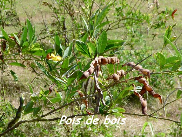 pois de bois, arbre, maisoncelle, grande terre, guadeloupe