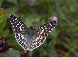 papillon Hesperie , riv Vx Hab,Tonton