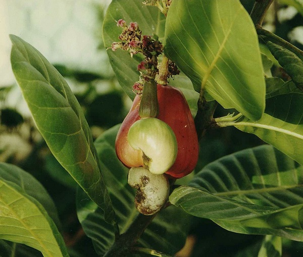 pomme cajou, arbre, foret seche, ecosysteme tropical, guadeloupe