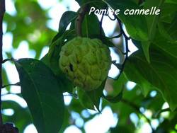 pomme cannelle, arbre, pointe lézard, bouillante, guadeloupe