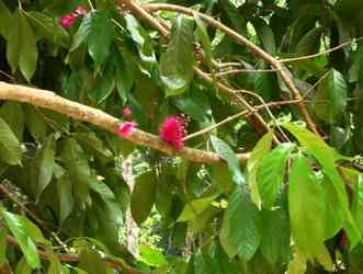 pomme d`eau tambour petit bourg guadeloupe