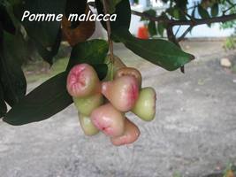 pomme malacca, arbre, bras de fort, goyave, guadeloupe