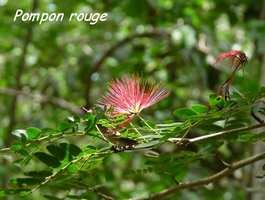 Pompon rouge, Calliandra purpura, Gros Morne