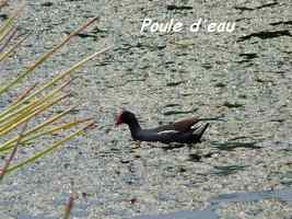 Poule d`eau, Gallinula chloropus, Marie Galante