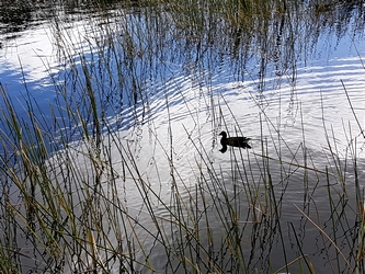 poule d`eau grand etang Base terre guadeloupe