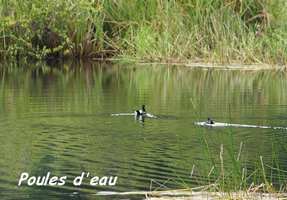 poules d`eau, grand étang, 3 rivières