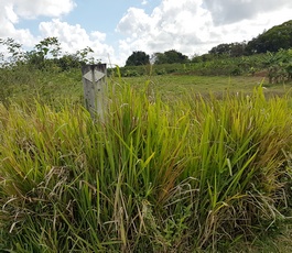 balisage sentier à dr Pte bacchus Pt Bourg Guadeloupe