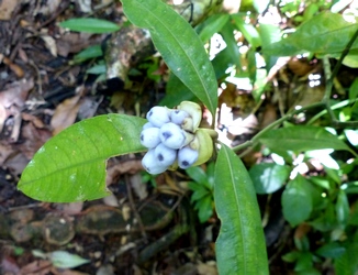 graines bleues la rose Guadeloupe