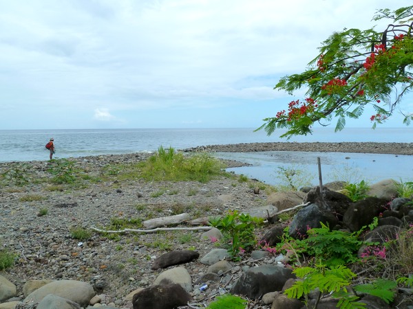 littoral, mamalier, vx habitants, guadeloupe