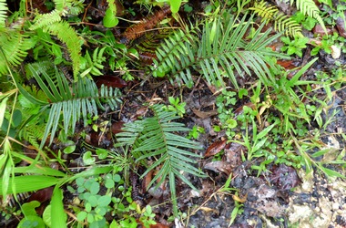 fougere pteris vittata foret seche guadeloupe