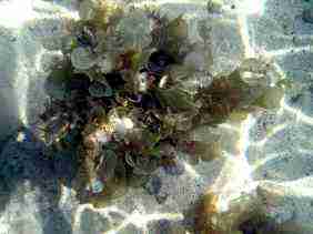 padina algue brune récif corallien