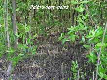 mangrove, ecosysteme tropical, guadeloupe, antilles