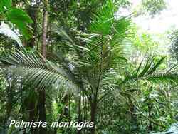 arbre, balade, dos d`ane, basse terre, guadeloupe, antilles