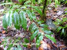 balade, rivière grosse corde, arbre, basse terre, guadeloupe, antilles