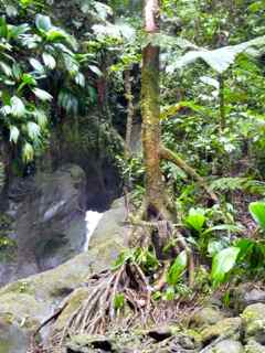 balade rivière grosse corde arbre foret trpicale humide basse terre guadeloupe